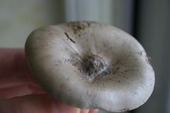 entoloma probably