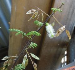 mimosa hostillis flower and seed