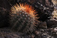 Barrel Cactus