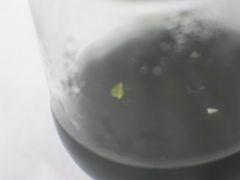 Lagochilus seedling +15 year old seed