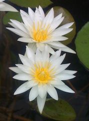 Nymphaea 021 (2)