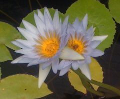 Nymphaea 026 (2)