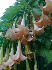 Brug Flowers