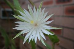 Unknown Epiphyllum