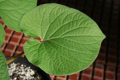 Piper auritum leaf 1