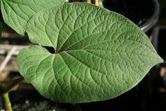 Piper auritum leaf 2