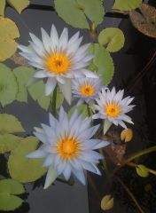 Nymphaea 024 (2)