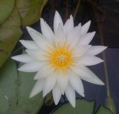 Nymphaea 022 (2)