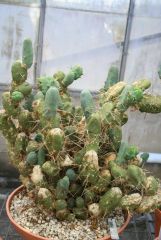 Echinopsis lageniformis monstrose