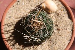 stenocactus