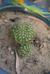 crested E.oxygona