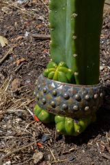 Cactus bondage