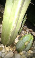 Albert the frog - guardian of my sacred cactus