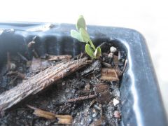 Not so healthy Acacia acuminata seedling