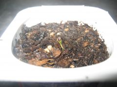 Sida Cordifolia seedling with seed casing still attached (6 weeks after planting heaps....only one has sprouted)