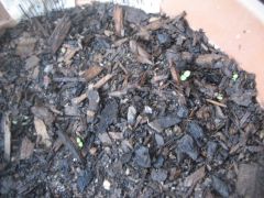 Nicotiana rustica seedlings