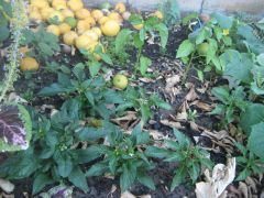 Chilli plants (Capsicums too (4 rear light green))