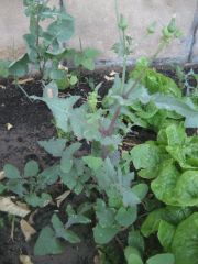 Lactuca serriola aka USEFUL WEEDS