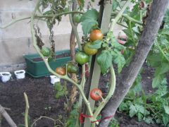 Cherry tomatoes