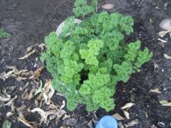 .....Continental Parsley
