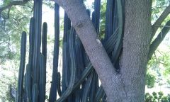 "Organ Pipe" Pach