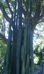 "Organ Pipe" Pach