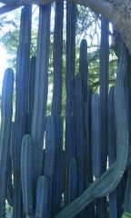 "Organ Pipe" Pach