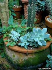 Blue succulents