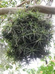 airplant brick