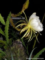 Dragonfruit and Frog 2