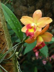 brick orchid 2