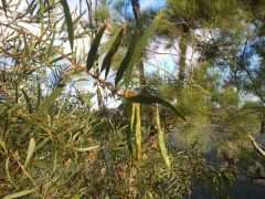 Acacia obtusifolia seed pods