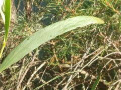 Acacia obtusifolia leaf
