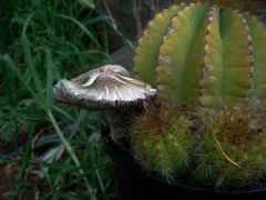 P. cubensis in pot plant in SA