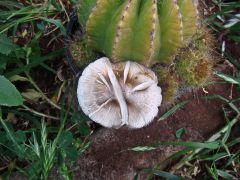 P. cubensis in pot plant in SA