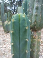 short spined bridgesii