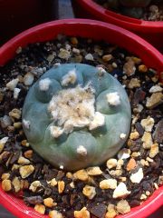Loph "texana"