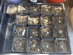 hipolito seedlings