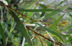 obtusifolia flower spike formation whilst in seed pod development