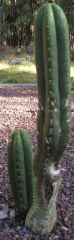 cacti2 Stolen from Snu