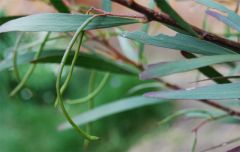 obtusifolia seed pod developing