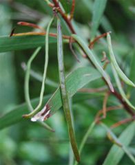 obtusifolia seed pods developing
