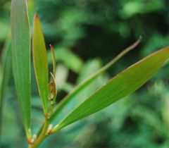 obtusifolia tip