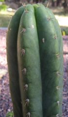 cactus2 Stolen from Snu