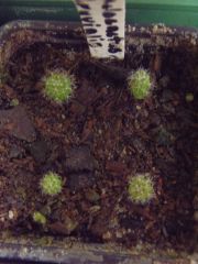 Melocactus peruvianus from Dec last year(2011)