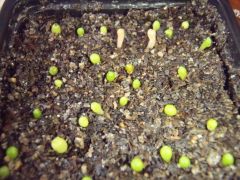 More information about "random Mammillaria's with 2 that are looking to be very variegated?"