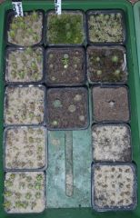 Some seedlings