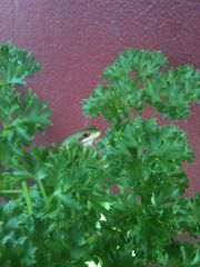 Fallax in the Parsley