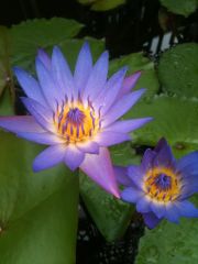 Nymphaea