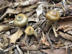 Psilocybe ovoideocystidiata